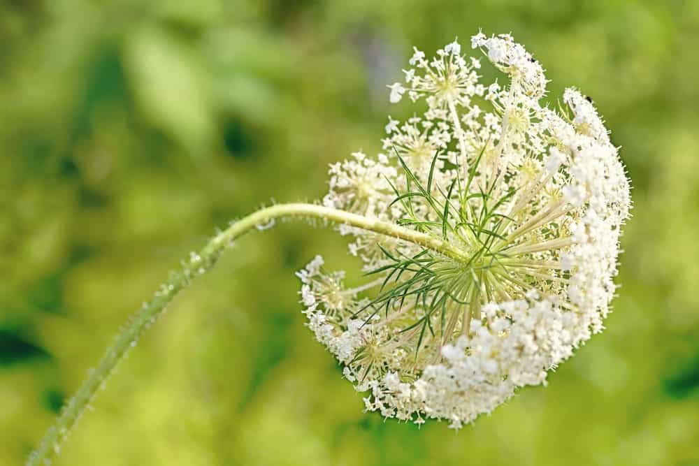 Queen Anne’s Lace flower
