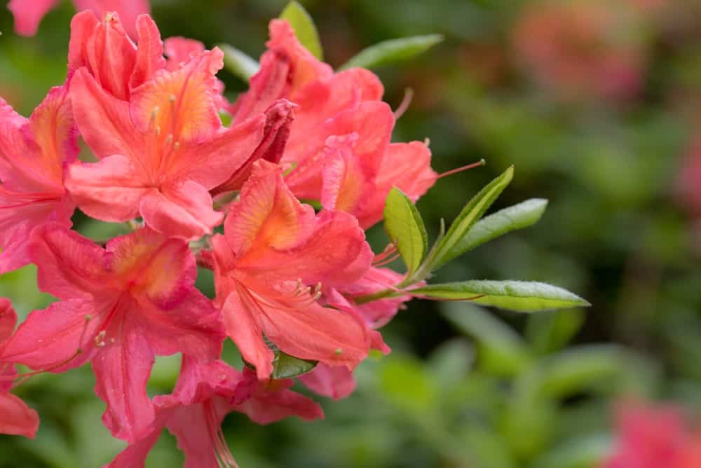 Rhododendron Elviira fresh flowers