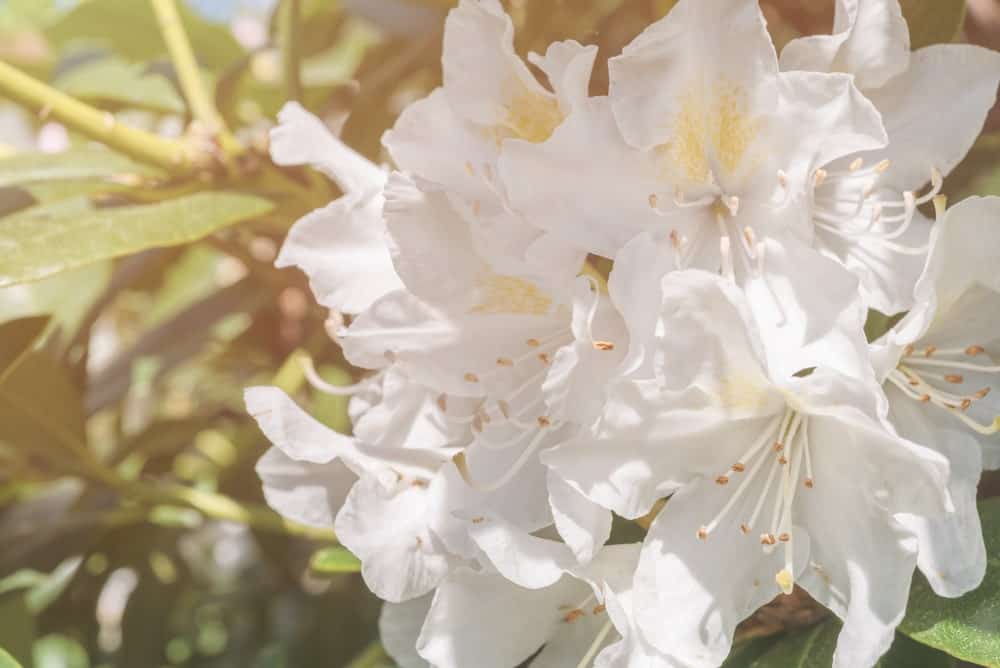 White Rhododendron White Angel flower