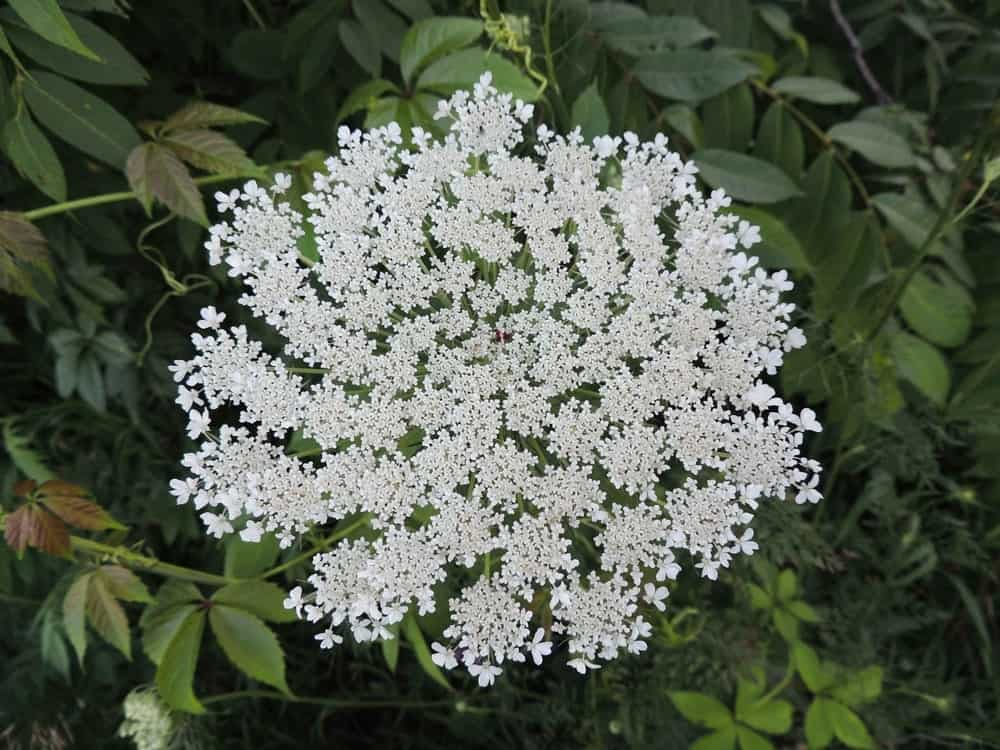 Queen Anne’s Lace