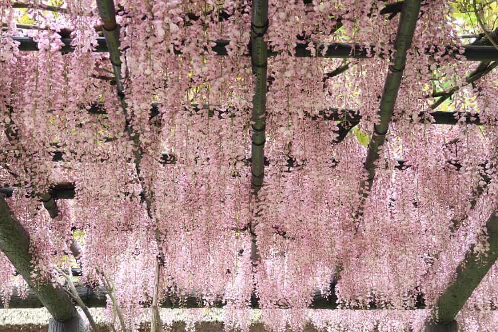 Wisteria Vine Growing Downwards