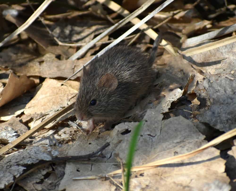 A black pocket mouse amongst leaves and twigs on the ground