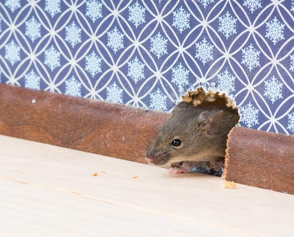 A house mouse makes a hole in the wall to get indoors