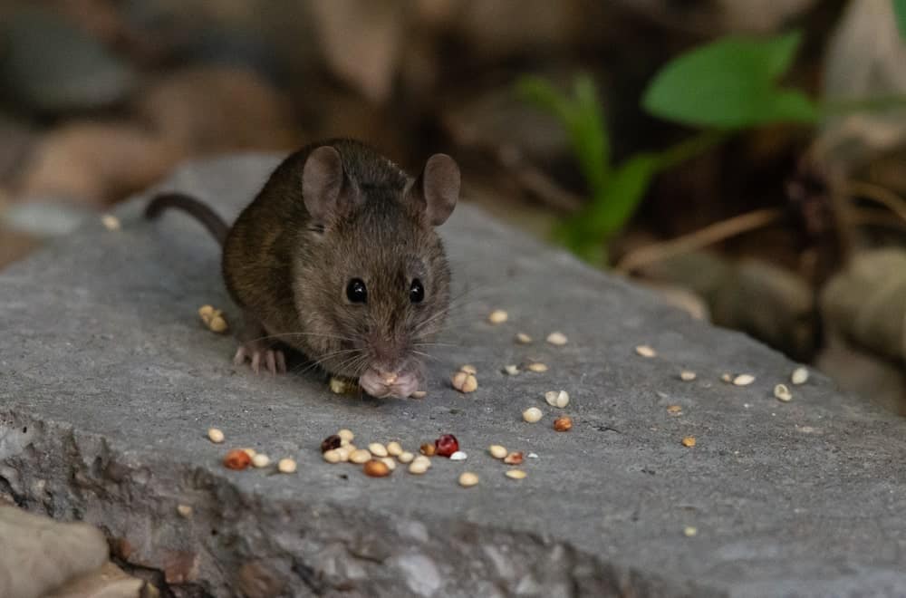 A mouse busy devouring grains in the wild