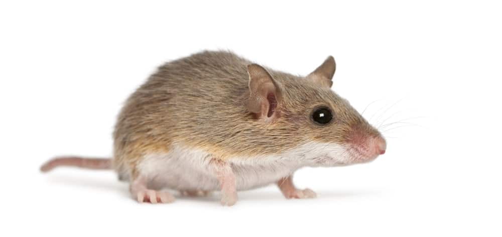 A full picture of an African pygmy mouse