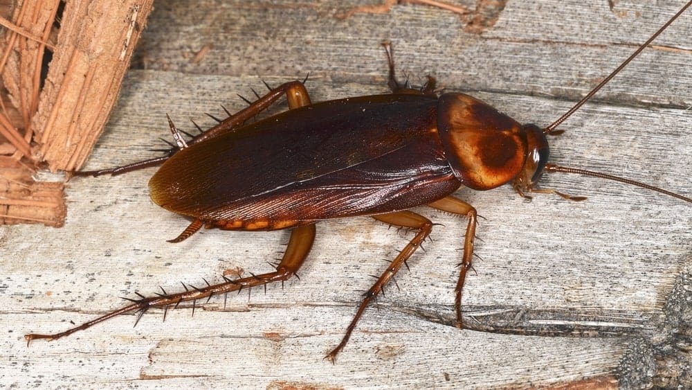 American cockroach close-up