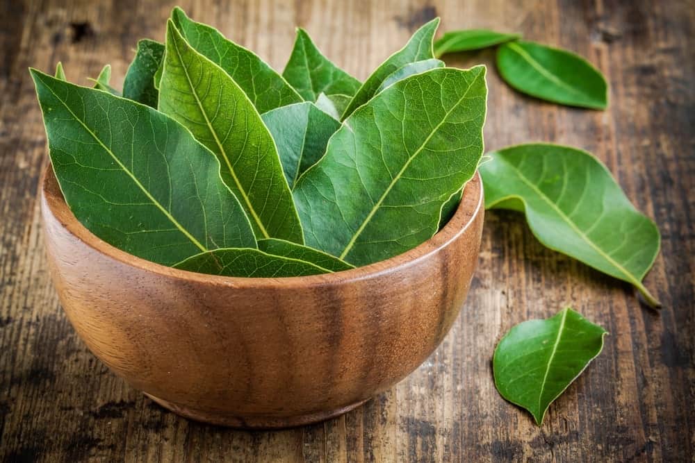 : A Bowl of Fresh Bay Leaves