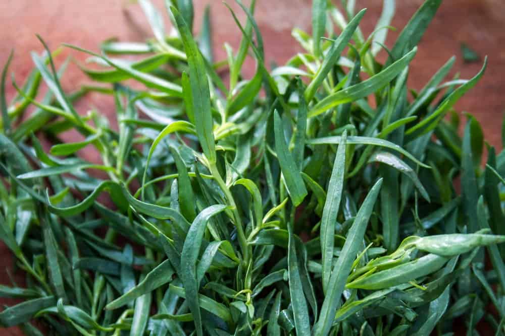 A Bundle of Tarragon Leaves on a Table