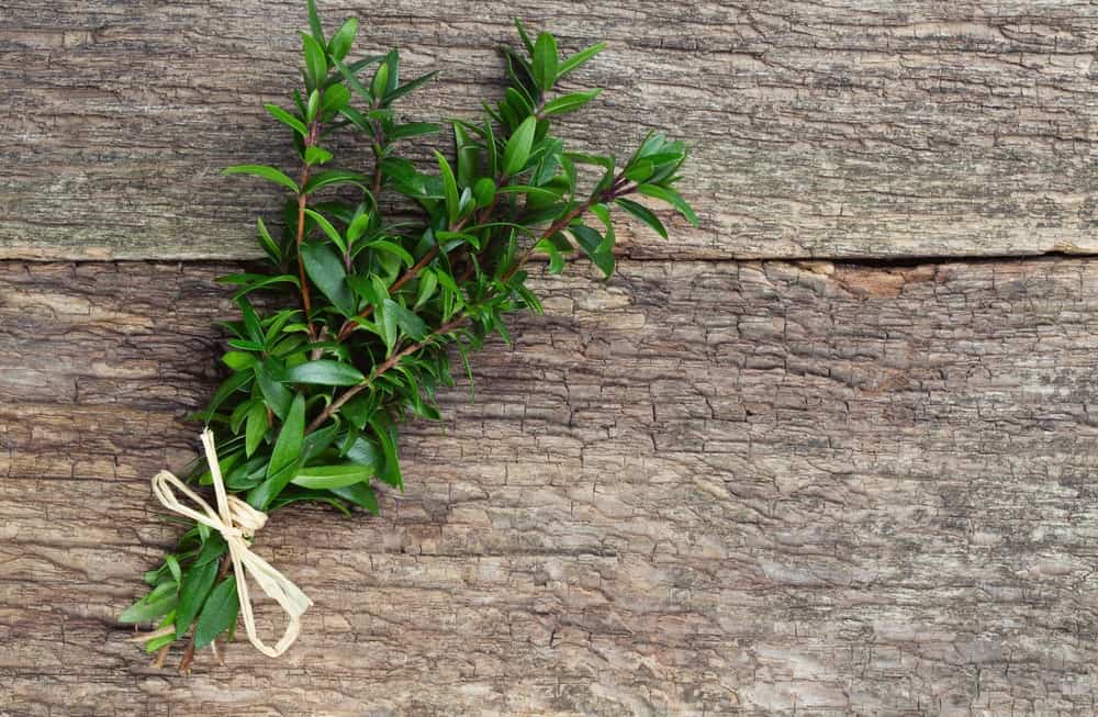 Sprigs of Myrtle Leaves