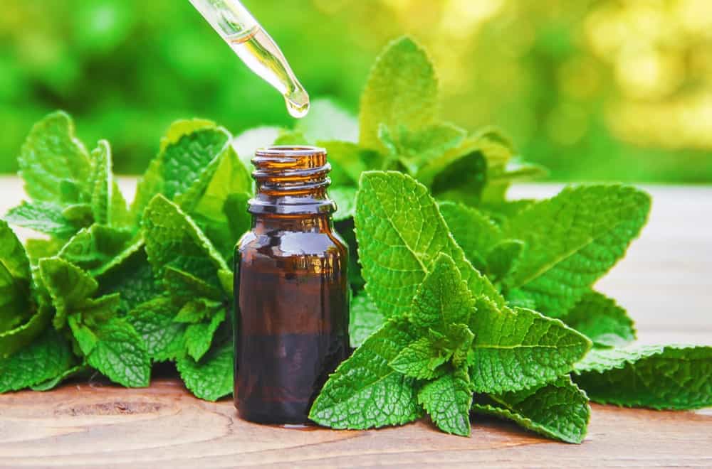 A Bunch of Peppermint Leaves