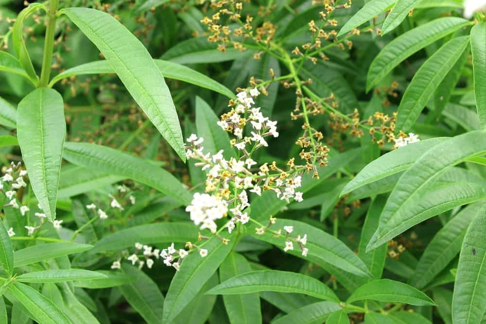 Cicely Growing in a Field