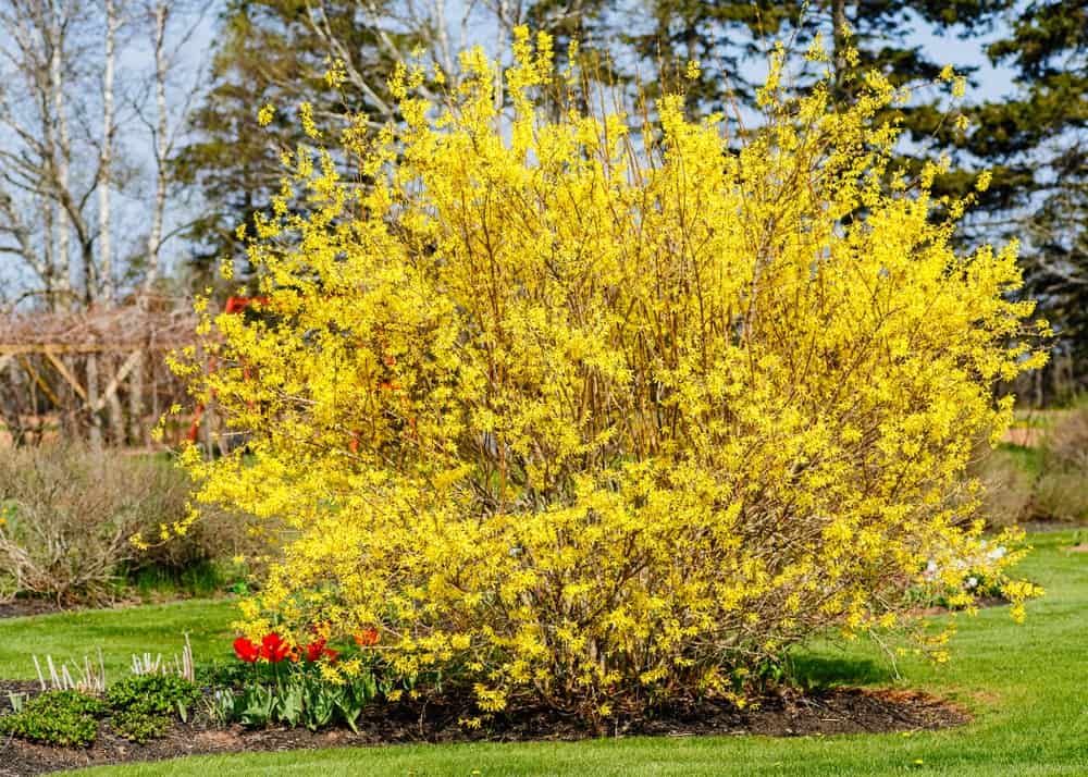 Bright Yellow Flowers in a Garden