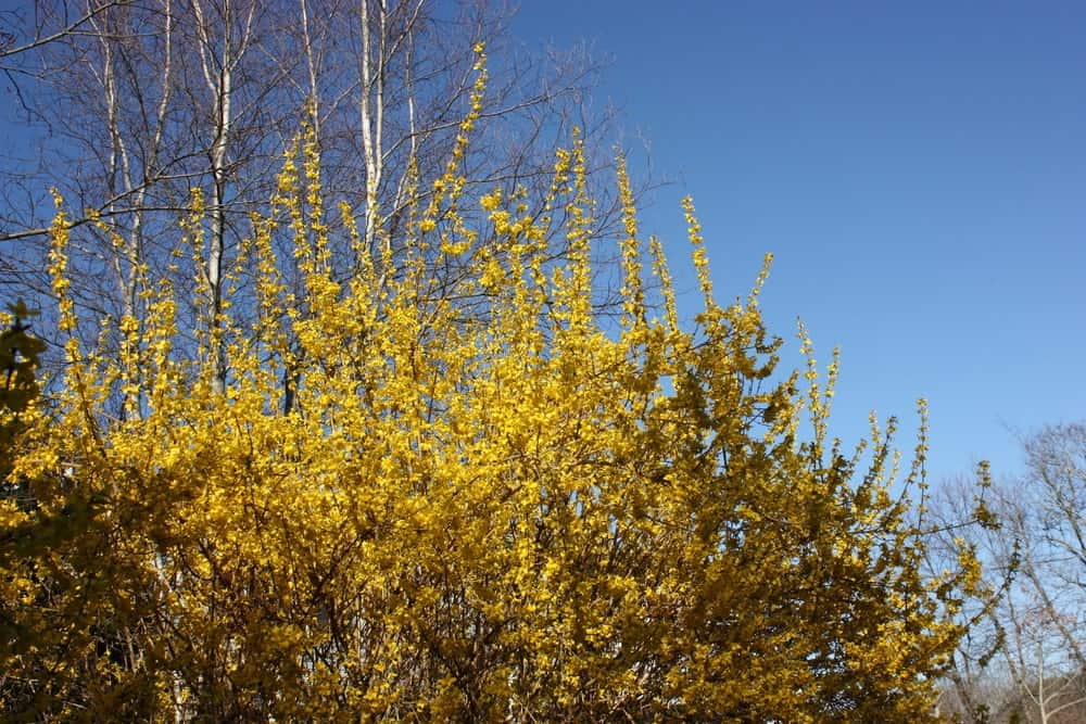 Yellow Lynwood Gold Forsythia Flowers