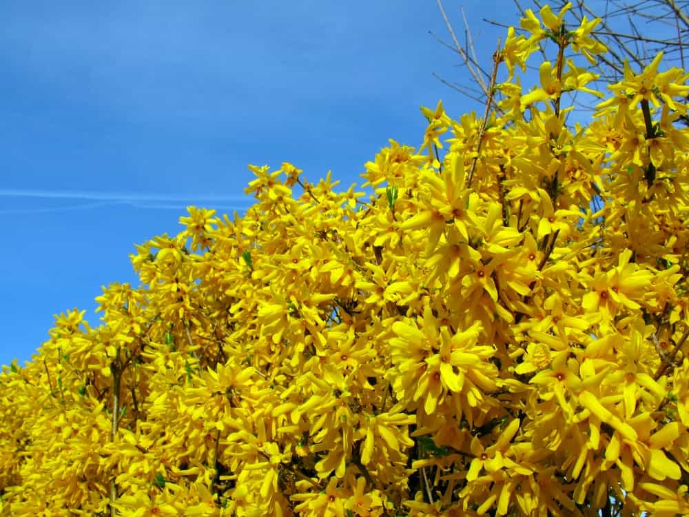 A Bush of Yellow Flowers
