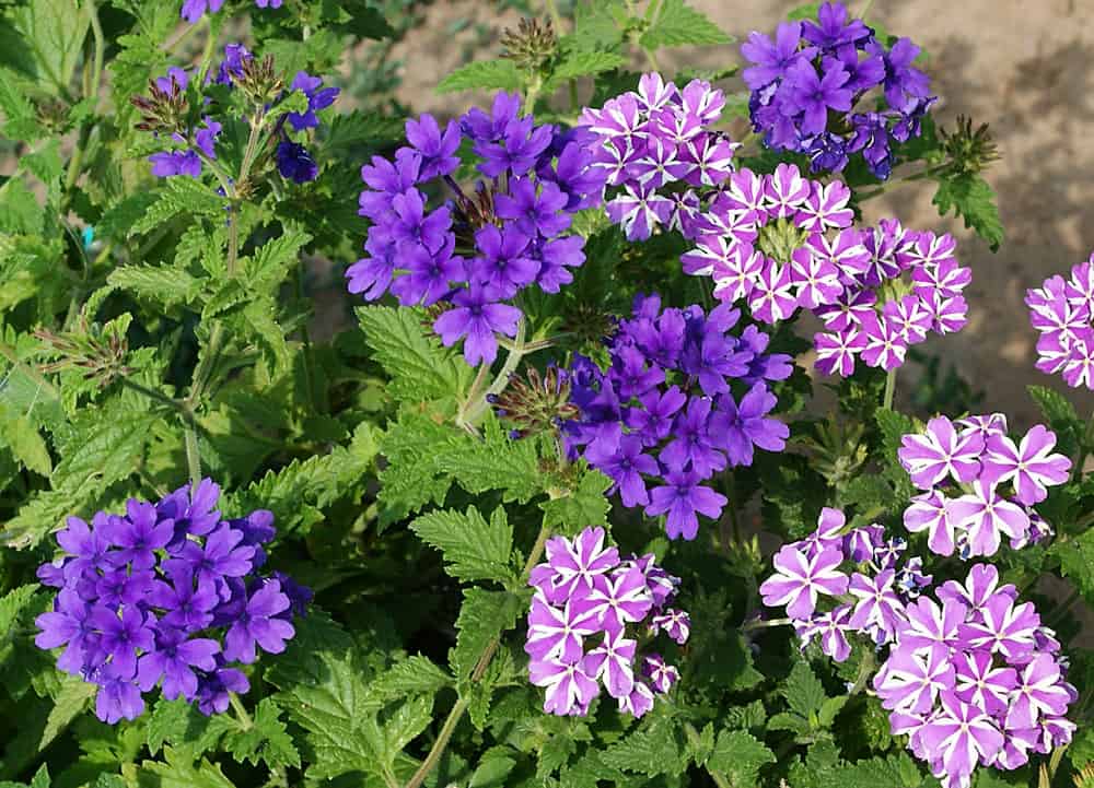 Trailing Verbena flowers