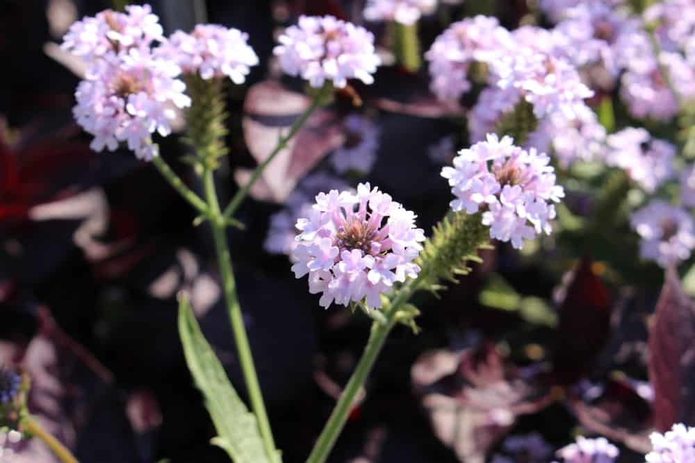 Verbena Rigida species