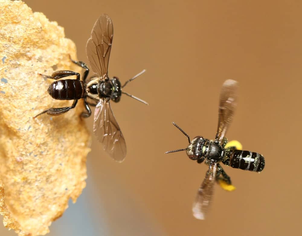 Two Stingless Bees