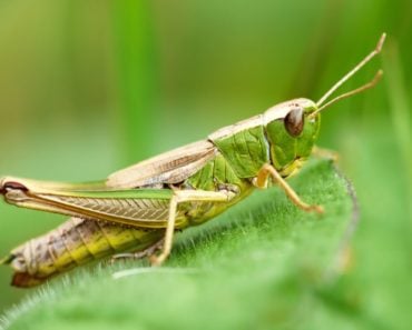 Meadow grasshopper on a green leaf