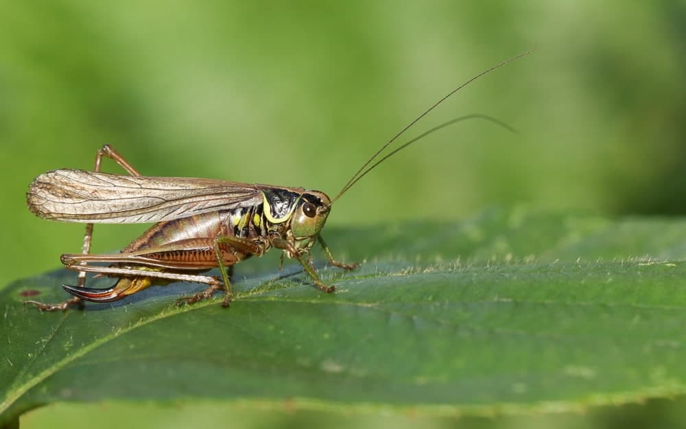 A Roesel's Bush-cricket