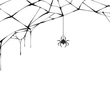 A Spider and its web