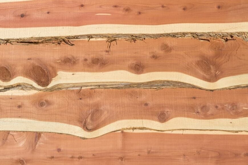 9 Different Types of Cedar Trees and Wood