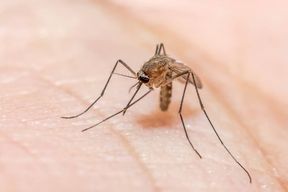 Light Brown Mosquito