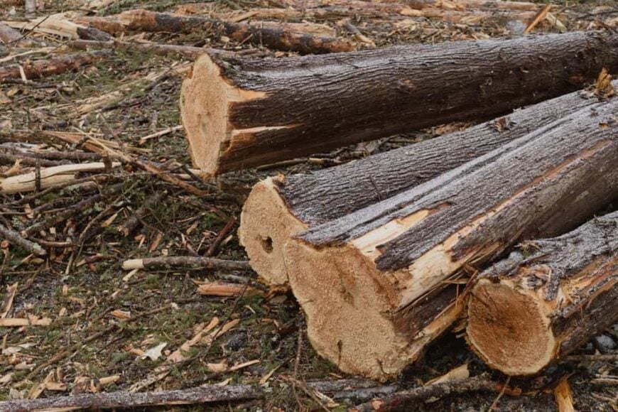 9 Different Types of Cedar Trees and Wood