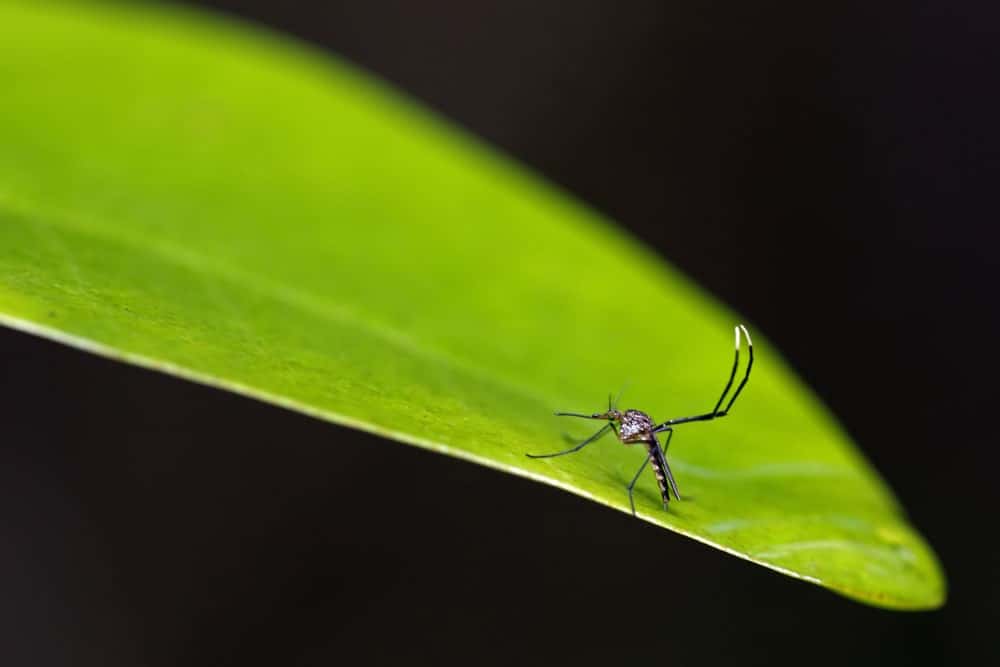 Grey colored mosquito with large antennae