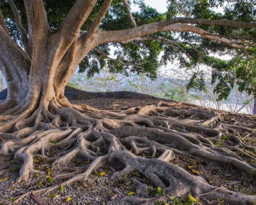 Tree with huge root system
