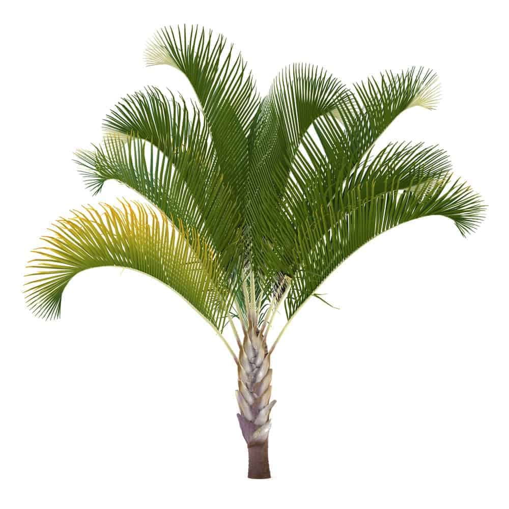 Triangle palm