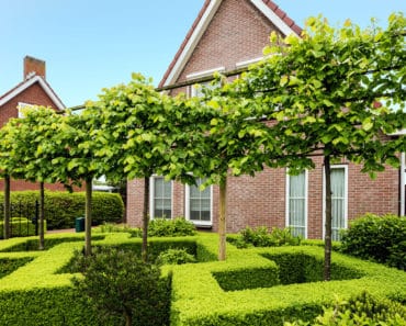 Fabulous boxwood hedge in front yard