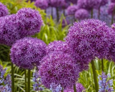 Giant allium flowers