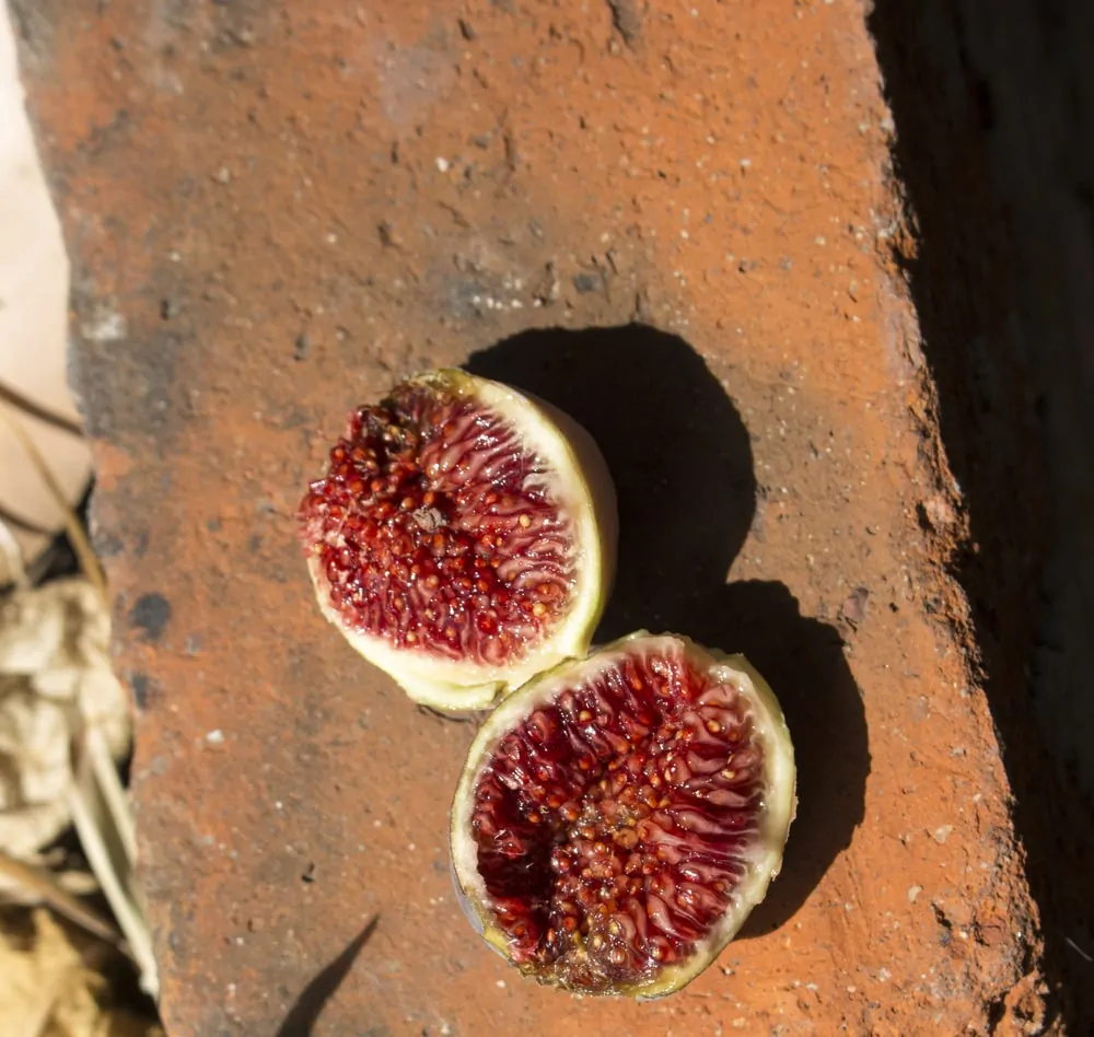 how to identify your fig tree
