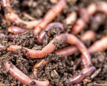 Live worms in soil