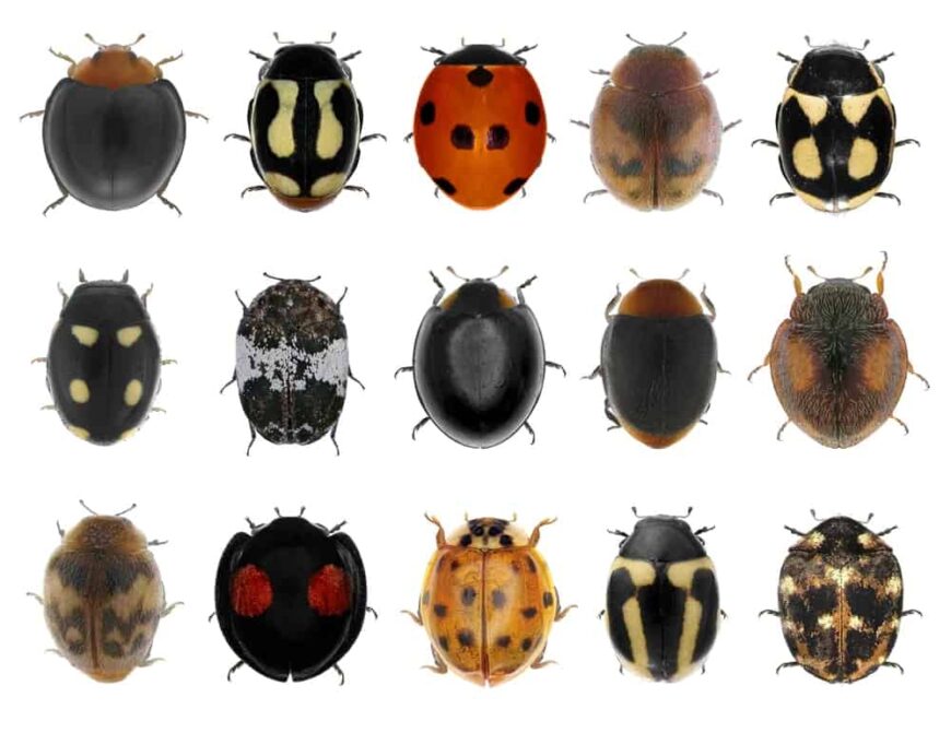 6 Different Types Of Ladybugs Plus Vital Facts Homeporio