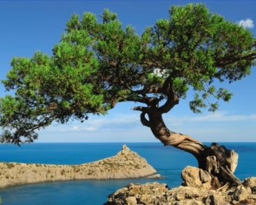 A Juniper tree on the brink of a rock over a blue bay.