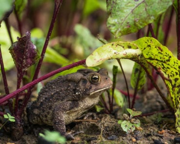 Brown American toad on dirt in garden under beet leaves