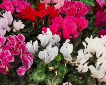 A lot of colorful Cyclamen Spurge flowers
