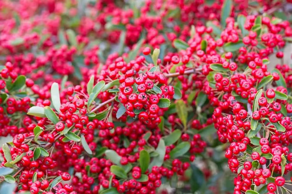 Can Dogs Eat Pyracantha Berries