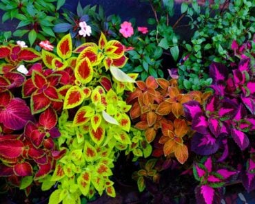 Many multicolored Coleus plants in a garden.