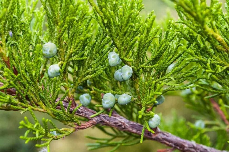 12 Different Types of Juniper Shrubs and Trees Homeporio