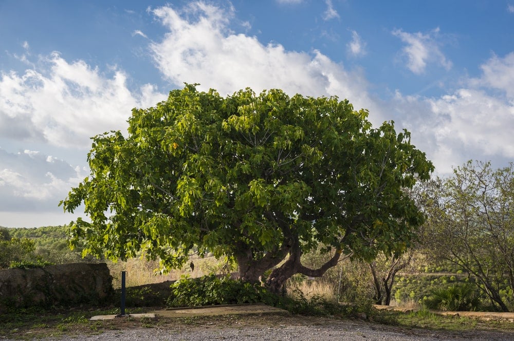The Common Fig Tree