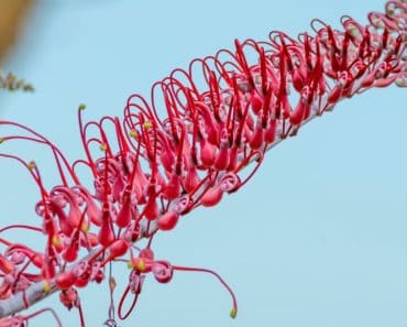 Closeup of a Grevillea flower