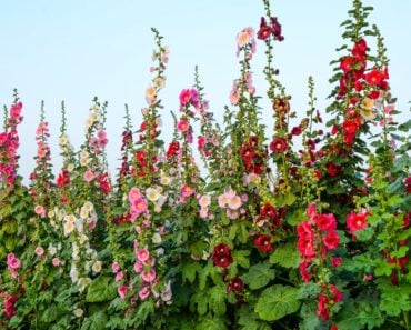 Different types of hollyhocks shining in the sun