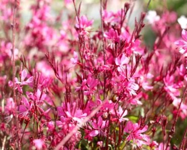 A close-up image of pink gaura flowers