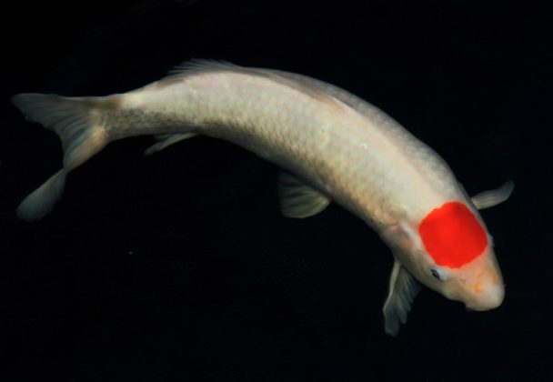13 Different Types Of Koi Fish Home Stratosphere