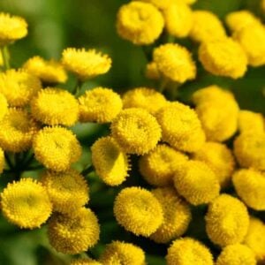 Bright yellow tansy flowers