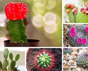 Collage of indoor cactus types and plants