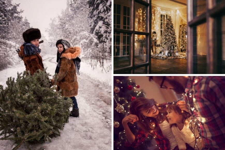 16 Different Types of Christmas Trees