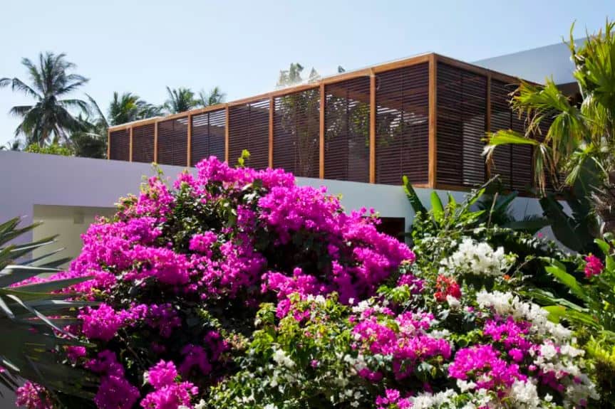 The awesome shuttered wooden walls of the home is a given a colorful contrast of various colorful flowering shrubs that are growing taller than the first level of this home. This is beside the set of tropical trees that cluster along the walls.